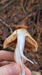 Cortinarius armeniacus