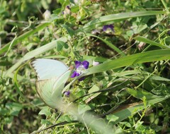 Maurandya antirrhiniflora
