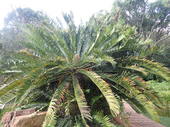 Encephalartos altensteinii