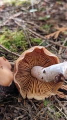Cortinarius armeniacus