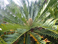 Encephalartos altensteinii