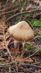 Cortinarius armeniacus