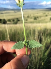 Agastache pallidiflora