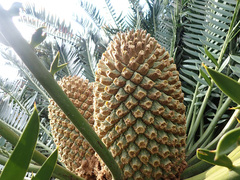 Encephalartos altensteinii