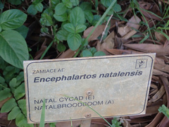 Encephalartos natalensis