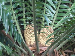 Encephalartos natalensis