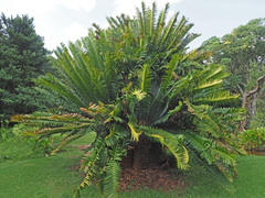 Encephalartos natalensis