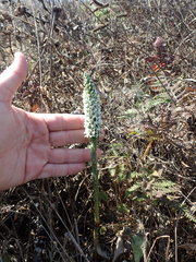 Platanthera elegans decurtata