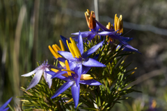 Calectasia cyanea