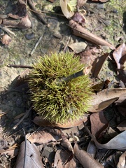 Castanopsis kawakamii