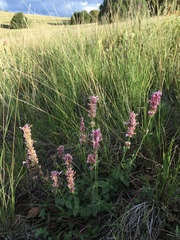 Agastache pallidiflora