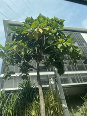 Artocarpus blancoi