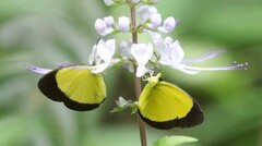 Eurema puella