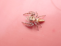 Opisthoncus quadratarius