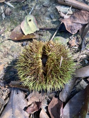 Castanopsis kawakamii