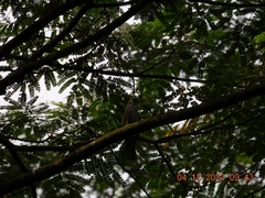 Pycnonotus zeylanicus