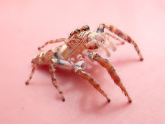 Opisthoncus quadratarius