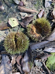 Castanopsis kawakamii