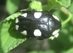 Mausoleopsis amabilis