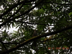 Pycnonotus zeylanicus