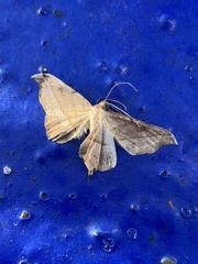 Sarisa muriferata