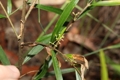 Notelaea linearis