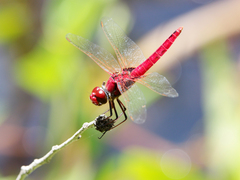 Urothemis aliena