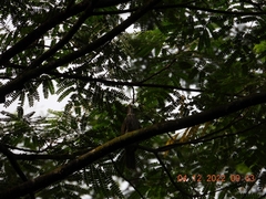 Pycnonotus zeylanicus