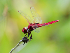 Urothemis aliena