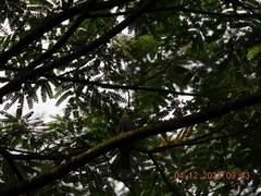 Pycnonotus zeylanicus