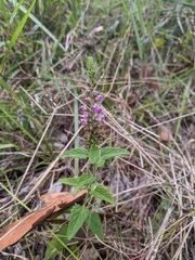 Teucrium