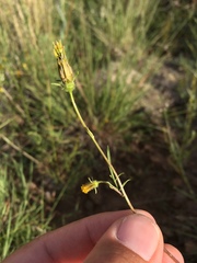 Bidens tenuisecta