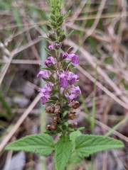 Teucrium