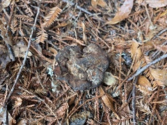Pisolithus tinctorius