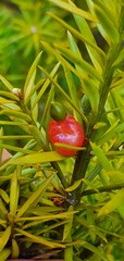 Podocarpus acutifolius
