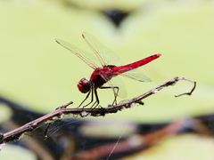 Urothemis aliena