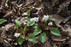Viola hancockii