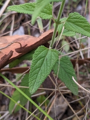 Teucrium