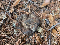 Pisolithus tinctorius