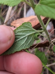 Teucrium