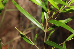 Notelaea linearis
