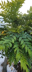 Berberis × hortensis