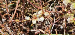 Gaultheria macrostigma