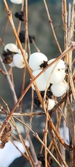Symphoricarpos albus