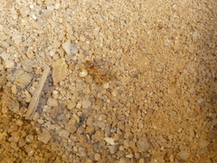 Myrmecocystus testaceus