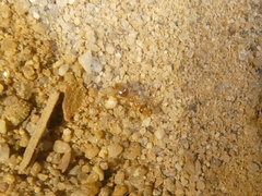 Myrmecocystus testaceus