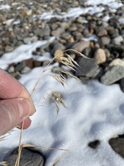 Bromus tectorum