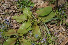 Cardiocrinum cathayanum