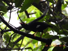 Gracula religiosa