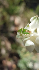 Ocirrhoe unimaculata